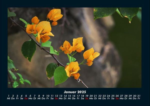 Produktbild: Pflanzen und Bl&uuml;ten 2025 Fotokalender DIN A4