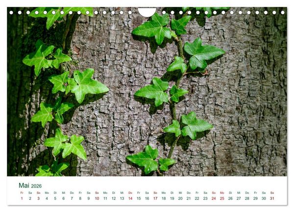 Produktbild: Auw&auml;lder bei Enns (Wandkalender 2026 DIN A4 quer), CALVENDO Monatskalender