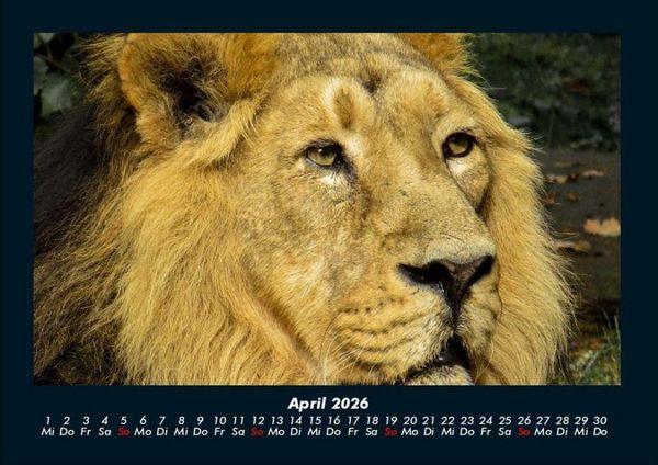Produktbild: L&ouml;wen in der Wildnis 2026 Fotokalender DIN A4
