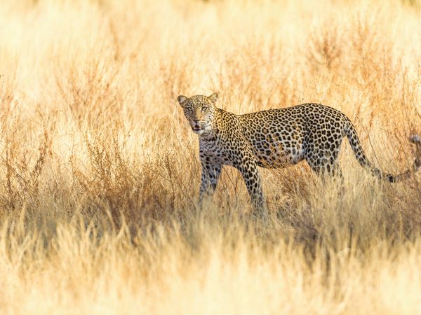 Produktbild: CALVENDO Puzzle Leopard im trockenen Gras | 1000 Teile Lege-Gr&ouml;&szlig;e 64x48cm Foto-Puzzle f&uuml;r gl&uuml;ckliche Stunden