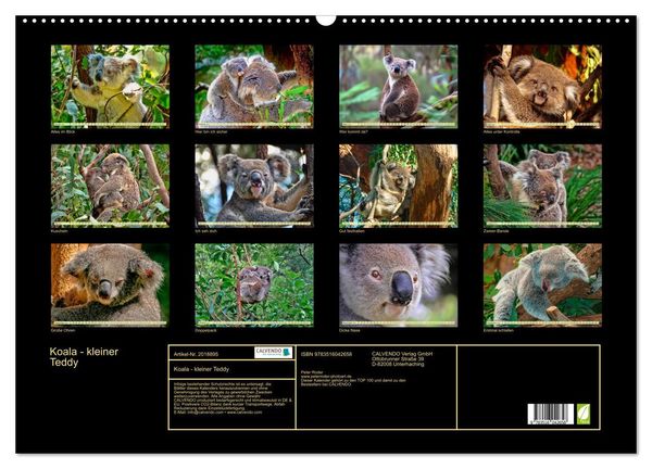 Produktbild: Koala - kleiner Teddy (Wandkalender 2026 DIN A2 quer), CALVENDO Monatskalender