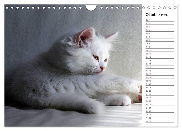 Produktbild: Aus der Kinderstube der Perserkatze (Wandkalender 2026 DIN A4 quer), CALVENDO Monatskalender