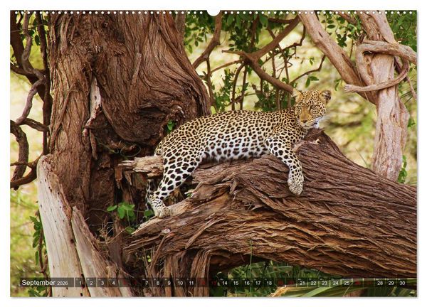Produktbild: Afrika - Zauber der Wildnis (hochwertiger Premium Wandkalender 2026 DIN A2 quer), Kunstdruck in Hochglanz