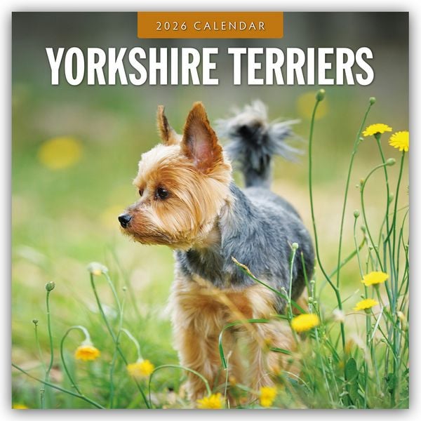 Produktbild: Yorkshire Terriers – Yorkshire Terrier 2026 – 16-Monatskalender
