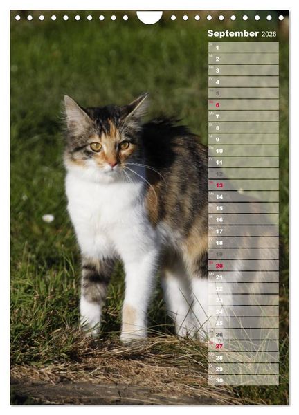 Produktbild: Hauskatzen (Wandkalender 2026 DIN A4 hoch), CALVENDO Monatskalender