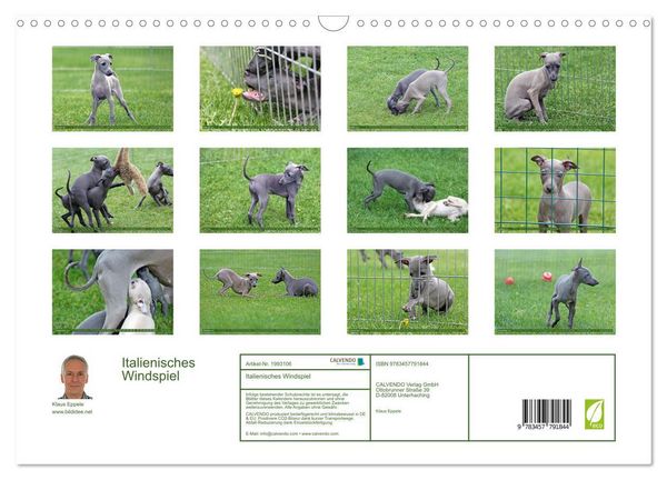 Produktbild: Italienisches Windspiel (Wandkalender 2026 DIN A3 quer), CALVENDO Monatskalender