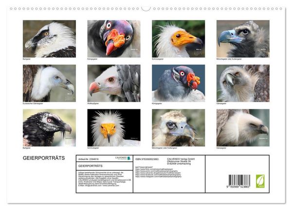 Produktbild: GEIERPORTR&Auml;TS (Wandkalender 2027 DIN A2 quer), CALVENDO Monatskalender