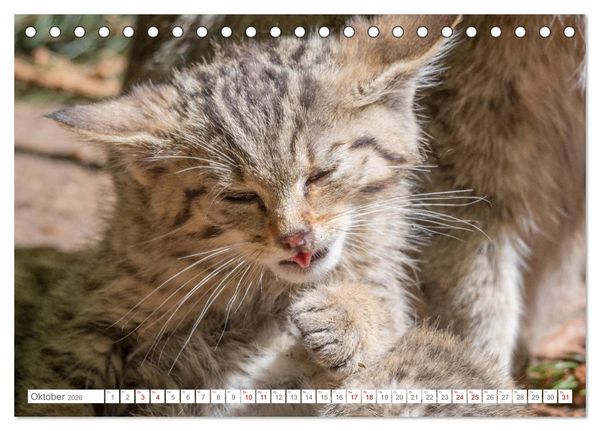 Produktbild: Wildkatzenbabys - wild und zuckers&uuml;&szlig;. (Tischkalender 2026 DIN A5 quer), CALVENDO Monatskalender