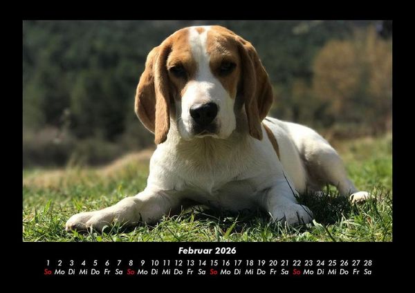 Produktbild: Hunde 2026 Fotokalender DIN A3