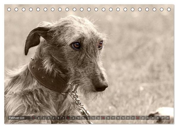 Produktbild: Windhunde eye-catcher (Tischkalender 2026 DIN A5 quer), CALVENDO Monatskalender