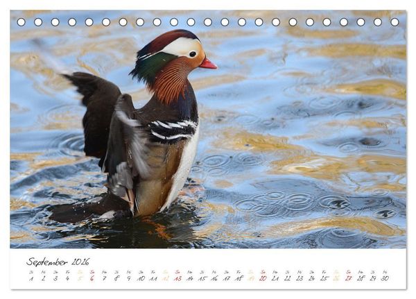 Produktbild: Mandarinenenten, die Liebe zur Natur (Tischkalender 2026 DIN A5 quer), CALVENDO Monatskalender