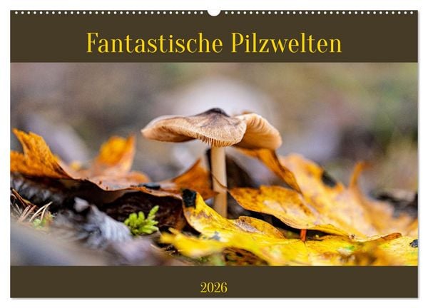 Fantastische Pilzwelten (Wandkalender 2026 DIN A2 quer), CALVENDO Monatskalender