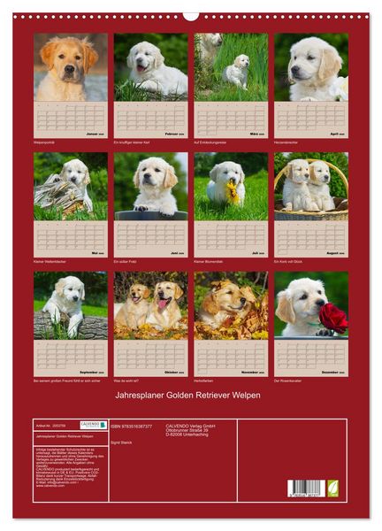 Produktbild: Jahresplaner Golden Retriever Welpen (Wandkalender 2026 DIN A2 hoch), CALVENDO Monatskalender