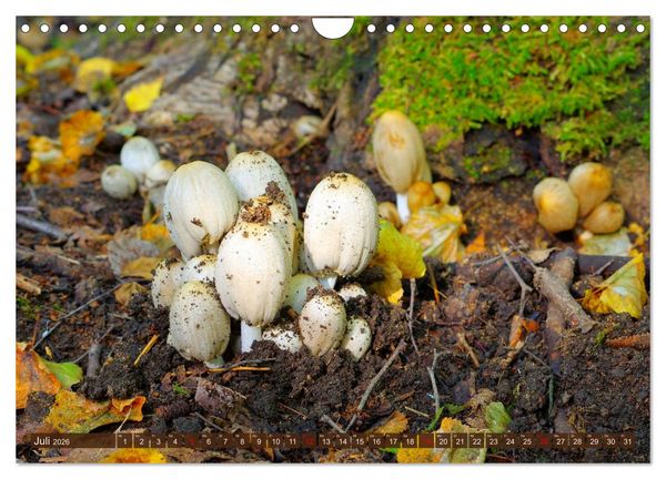 Produktbild: Herbstzeit ist Pilzezeit (Wandkalender 2026 DIN A4 quer), CALVENDO Monatskalender