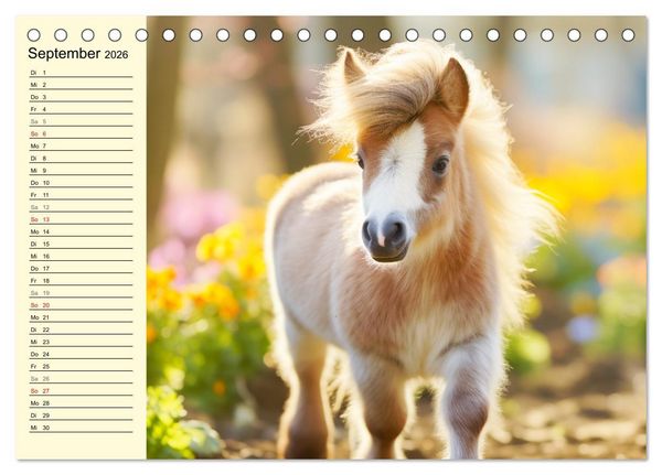 Produktbild: Kleine Pferde. Mini-Ponys zum verlieben (Tischkalender 2026 DIN A5 quer), CALVENDO Monatskalender