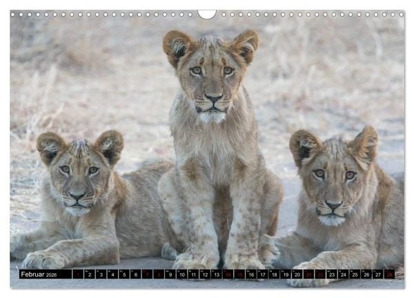 Produktbild: Faszination Simbabwe (Wandkalender 2026 DIN A3 quer), CALVENDO Monatskalender
