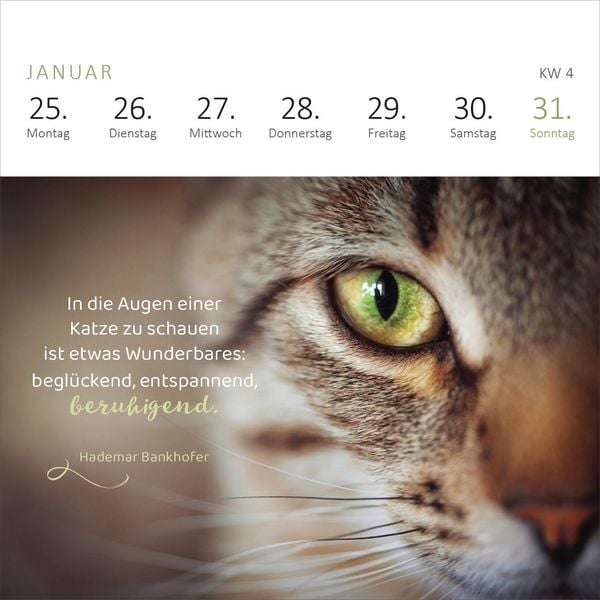 Produktbild: Mini-Wochenkalender Katzenweisheiten 2027