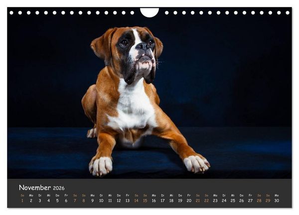 Produktbild: Wenn ich gro&szlig; bin werd' ich Boxer (Wandkalender 2026 DIN A4 quer), CALVENDO Monatskalender