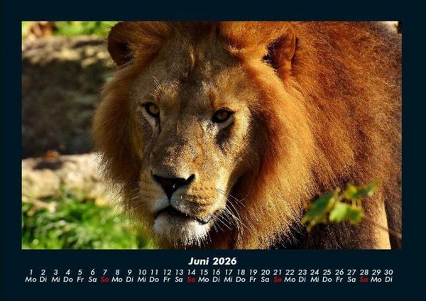 Produktbild: L&ouml;wen in der Wildnis 2026 Fotokalender DIN A4