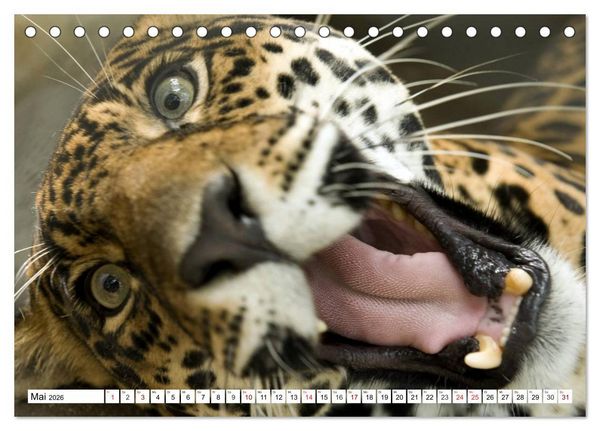 Produktbild: Lustige Tier-Selfies. Tierische Selbstportraits (Tischkalender 2026 DIN A5 quer), CALVENDO Monatskalender