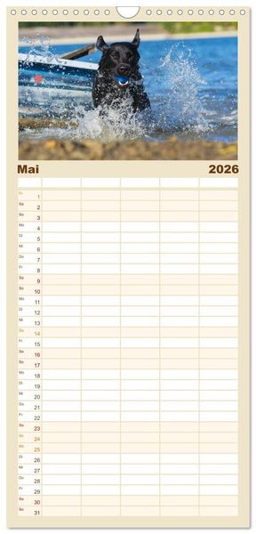 Produktbild: Familienplaner 2026 - Labrador Retriever - Freunde f&uuml;r&acute;s Leben mit 5 Spalten (Wandkalender, 21 x 45 cm) CALVENDO