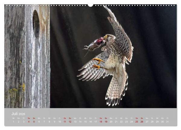 Produktbild: Augen auf - versteckte Tierwelt (Wandkalender 2026 DIN A2 quer), CALVENDO Monatskalender