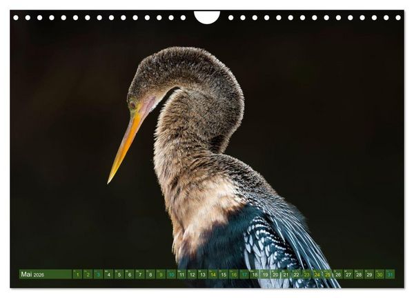 Produktbild: Waldstorch und Anhinga (Wandkalender 2026 DIN A4 quer), CALVENDO Monatskalender