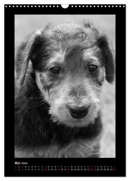 Produktbild: Der Airedale: Portraits eines "Dickkopfes" (Wandkalender 2026 DIN A3 hoch), CALVENDO Monatskalender