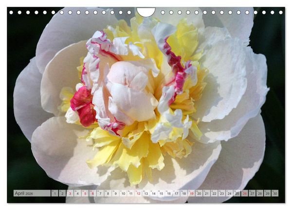 Produktbild: PFINGSTROSEN Rosen ohne Dornen (Wandkalender 2026 DIN A4 quer), CALVENDO Monatskalender
