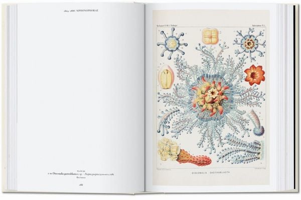 Produktbild: The Art and Science of Ernst Haeckel