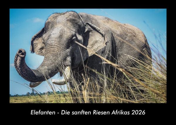 Produktbild: Elefanten - Die sanften Riesen Afrikas 2026 Fotokalender DIN A3