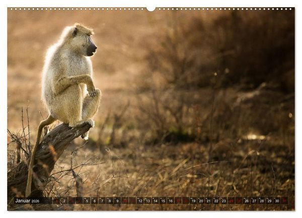 Produktbild: Safari in Tansania (Wandkalender 2026 DIN A2 quer), CALVENDO Monatskalender