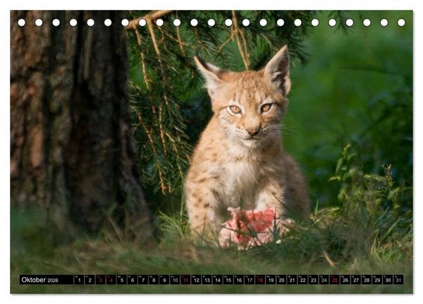 Produktbild: Luchskinder (Tischkalender 2026 DIN A5 quer), CALVENDO Monatskalender
