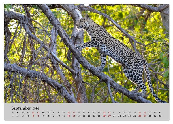 Produktbild: Leoparden - gro&szlig; und klein (hochwertiger Premium Wandkalender 2026 DIN A2 quer), Kunstdruck in Hochglanz