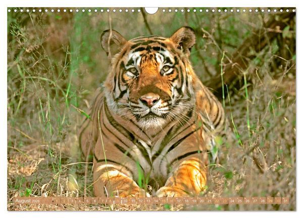 Produktbild: Tiger: Gestreifte J&auml;ger (Wandkalender 2026 DIN A3 quer), CALVENDO Monatskalender