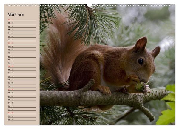 Produktbild: Eichh&ouml;rnchen. Wo sind blo&szlig; die N&uuml;sse? (hochwertiger Premium Wandkalender 2026 DIN A2 quer), Kunstdruck in Hochglanz