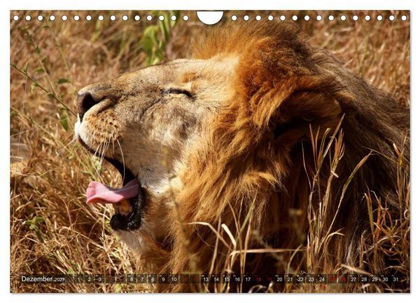 Produktbild: Afrika - Zauber der Wildnis (Wandkalender 2027 DIN A4 quer), CALVENDO Monatskalender