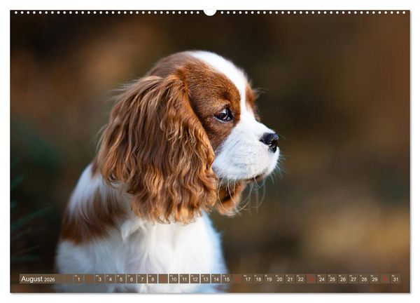 Produktbild: Der Welpenkalender - Cavalier King Charles Spaniel (hochwertiger Premium Wandkalender 2026 DIN A2 quer), Kunstdruck in Hochglanz