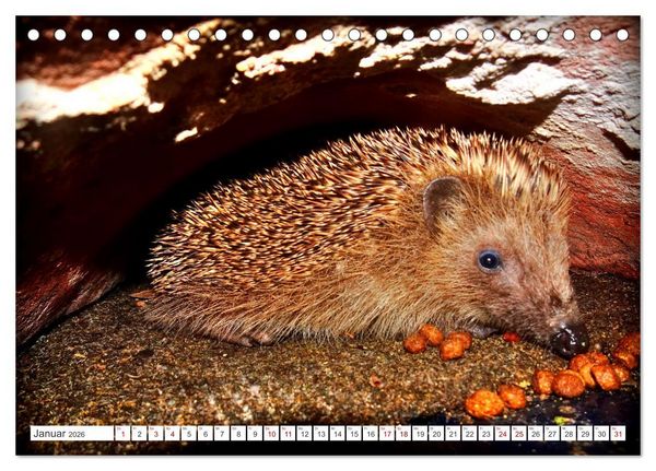Produktbild: Mein Haus-Igel (Tischkalender 2026 DIN A5 quer), CALVENDO Monatskalender