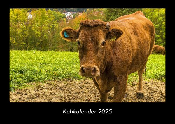 Produktbild: Kuhkalender 2025 Fotokalender DIN A3