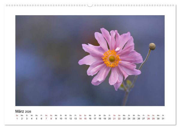 Produktbild: Rosa Bl&uuml;tentraum (Wandkalender 2026 DIN A2 quer), CALVENDO Monatskalender