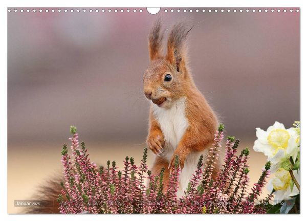 Produktbild: Eichh&ouml;rnchen Momentaufnahmen f&uuml;rs Herz (Wandkalender 2026 DIN A3 quer), CALVENDO Monatskalender