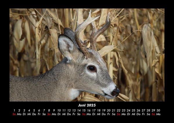 Produktbild: Welt der Tiere 2025 Fotokalender DIN A3