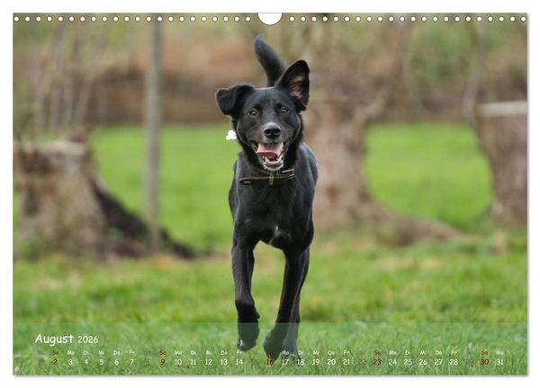 Produktbild: Fr&ouml;hliche Hunde (Wandkalender 2026 DIN A3 quer), CALVENDO Monatskalender