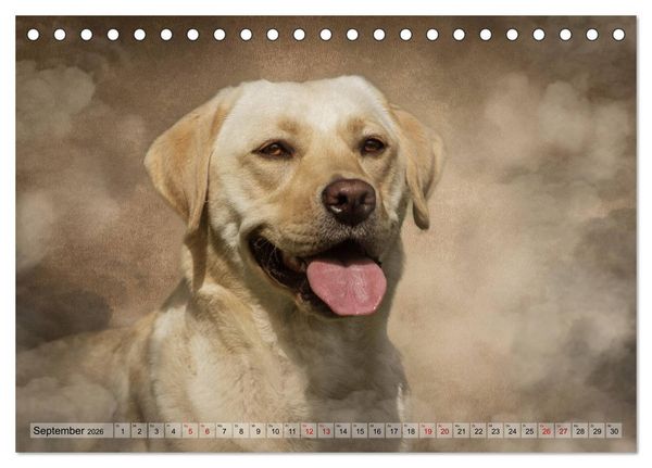 Produktbild: Jagdhunde im Portrait (Tischkalender 2026 DIN A5 quer), CALVENDO Monatskalender