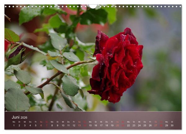 Produktbild: Zarte Sch&ouml;nheiten - Rosen (Wandkalender 2026 DIN A3 quer), CALVENDO Monatskalender