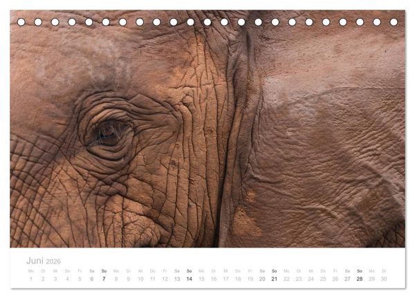 Produktbild: Tierische Gl&uuml;cksmomente mit Weisheiten (Tischkalender 2026 DIN A5 quer), CALVENDO Monatskalender