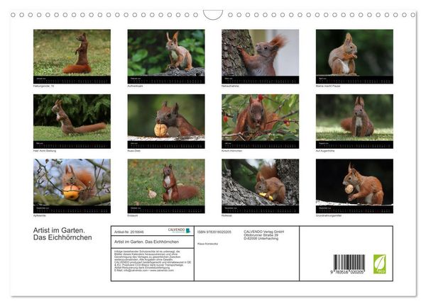 Produktbild: Artist im Garten. Das Eichh&ouml;rnchen (Wandkalender 2026 DIN A3 quer), CALVENDO Monatskalender