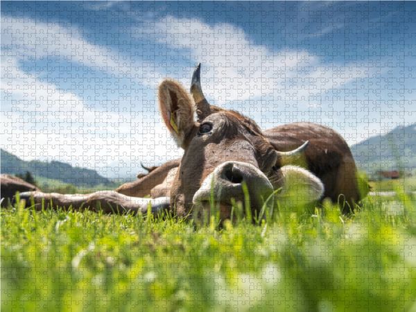 Produktbild: CALVENDO Puzzle Liegendes Rind | 1000 Teile Lege-Gr&ouml;&szlig;e 64x48cm Foto-Puzzle f&uuml;r gl&uuml;ckliche Stunden