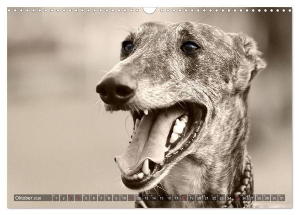 Produktbild: Galgo eye-catcher (Wandkalender 2026 DIN A3 quer), CALVENDO Monatskalender